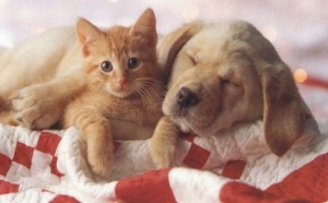 cane gatto condominio