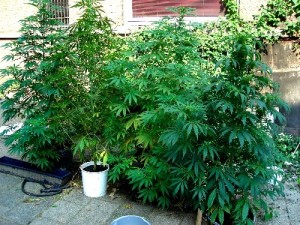coltivazione marijuana outdoor